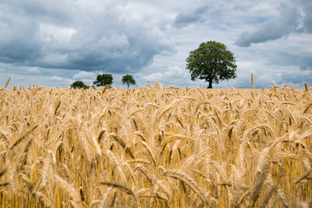 A GMO miatt is ellenezzük Ukrajna EU-tagságát